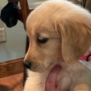 Meet your Posher, Ginny